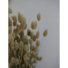 phalaris séché naturel détails