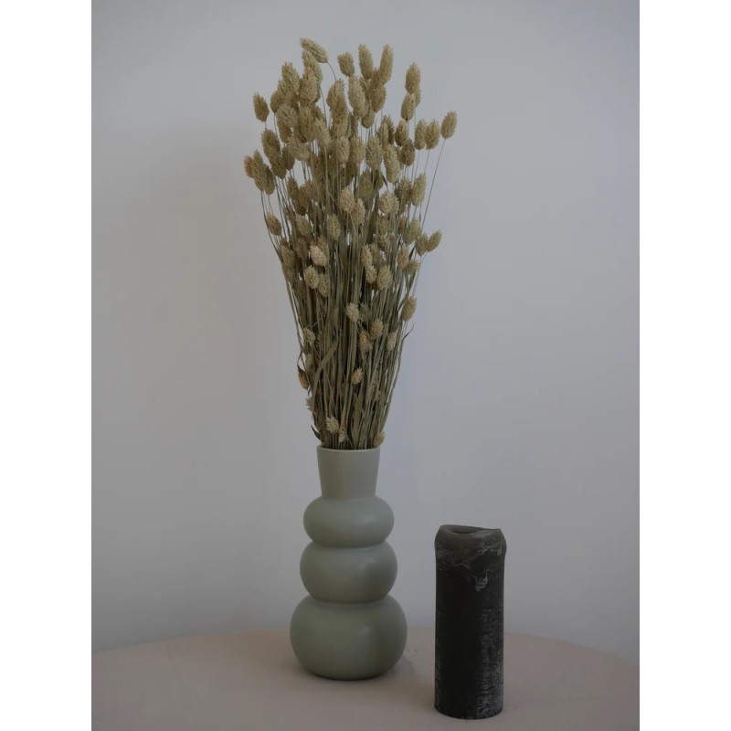 phalaris séché naturel