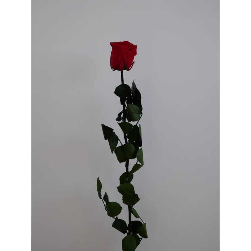 Rose rouge stabilisée sur tige