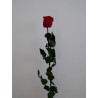 Rose rouge stabilisée sur tige