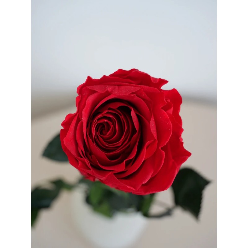 Rose stabilisée rouge