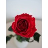 Rose stabilisée rouge