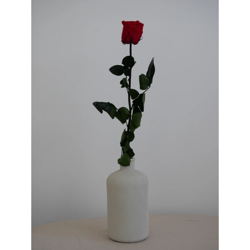Rose rouge stabilisée