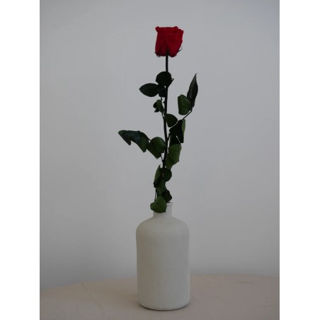 Rose rouge stabilisée