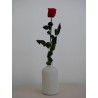 Rose rouge stabilisée