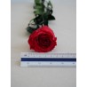 Rose rouge stabilisée dimension