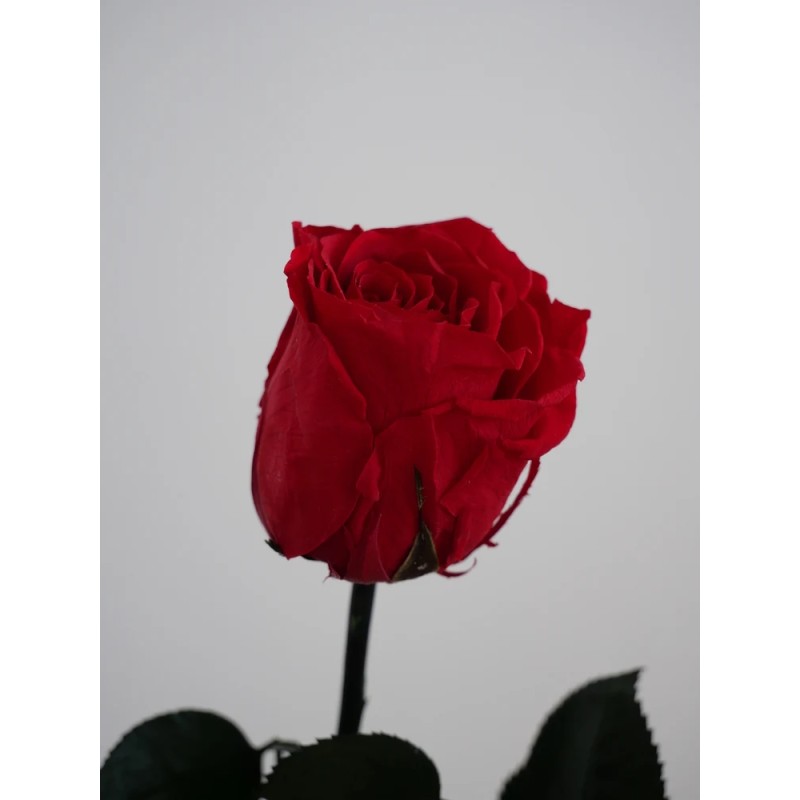 Rose rouge stabilisée