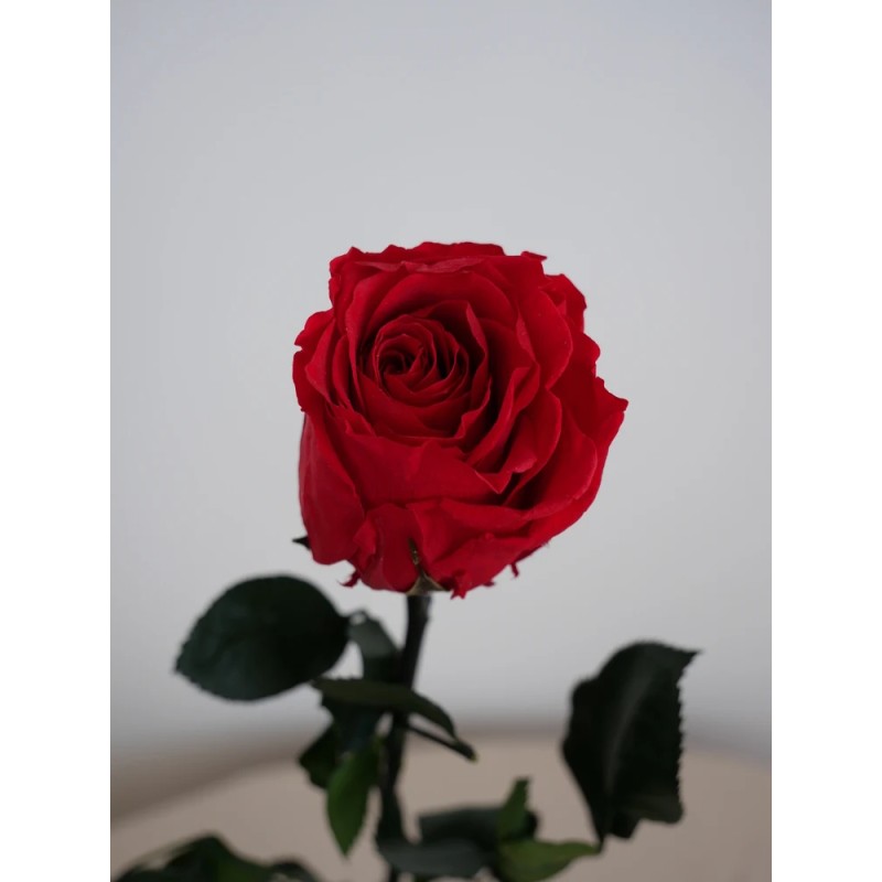 Rose stabilisée