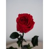 Rose stabilisée