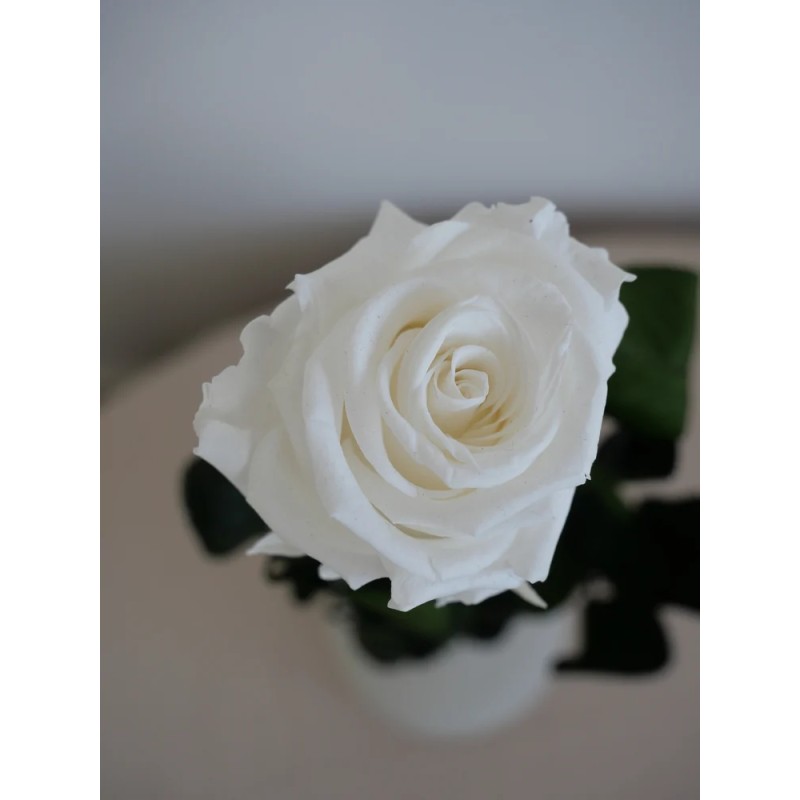Rose blanche