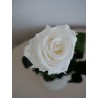 Rose blanche