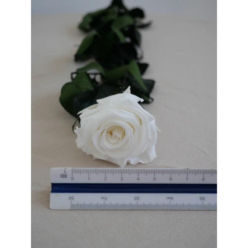 Rose blanche stabilisée dimension