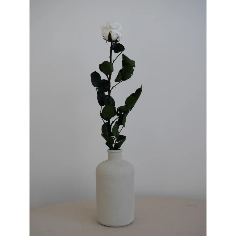 Rose sur tige stabilisée blanche