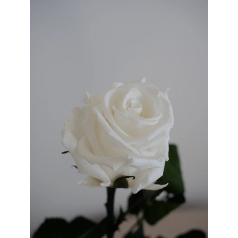 Rose blanche stabilisée