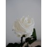 Rose blanche stabilisée