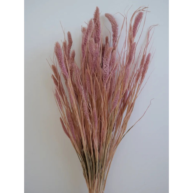 Setaria séché rose