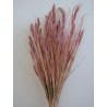 Setaria séché rose