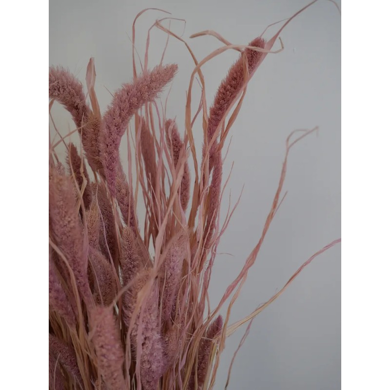 Setaria séché rose détails