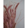 Setaria séché rose détails
