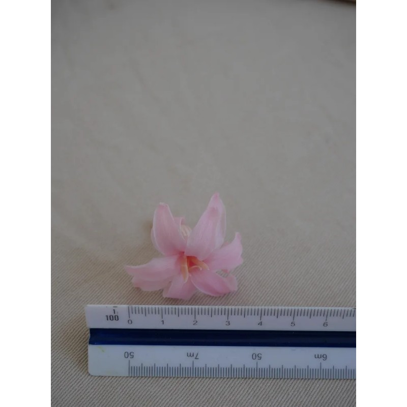 Tubéreuse rose stabilisée dimension