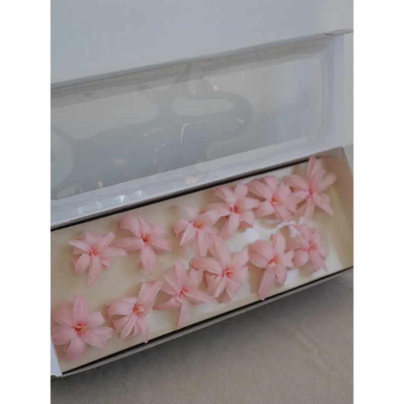 Tubéreuse rose stabilisée boite