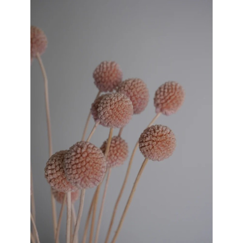 Craspedia stabilisée rose