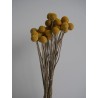 Craspedia stabilisée jaune  bouquet