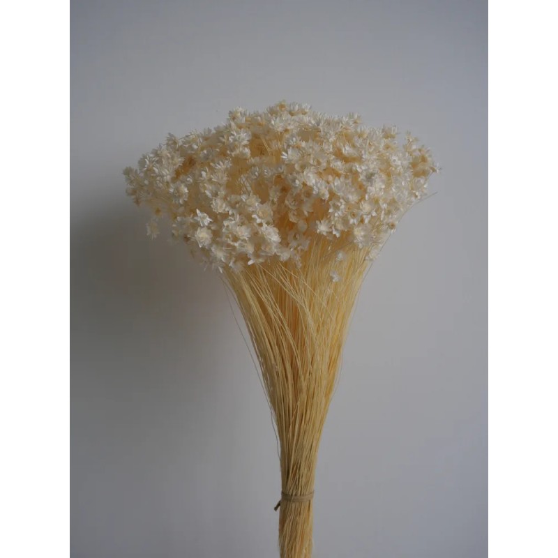 Glixia stabilisé blanc bouquet