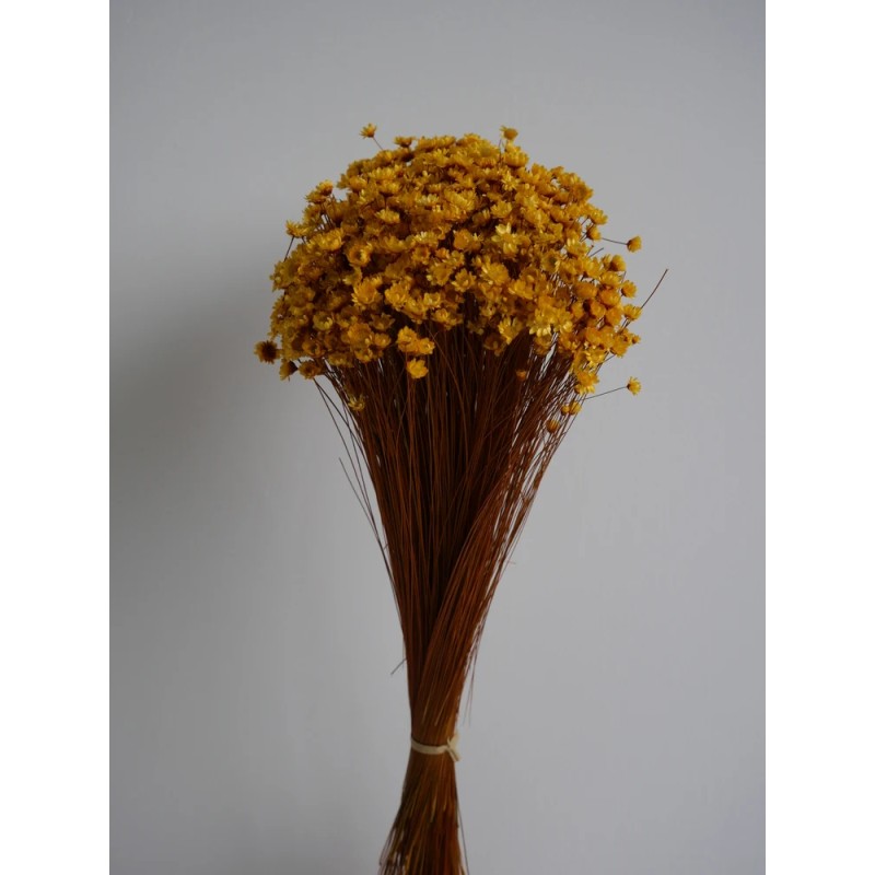 Glixia stabilisé jaune bouquet