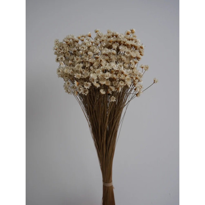 Glixia stabilisé naturel bouquet