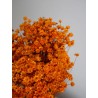 Glixia stabilisé orange