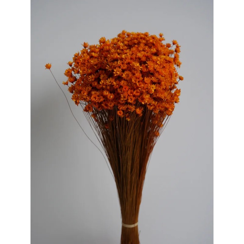 Glixia stabilisé orange bouquet