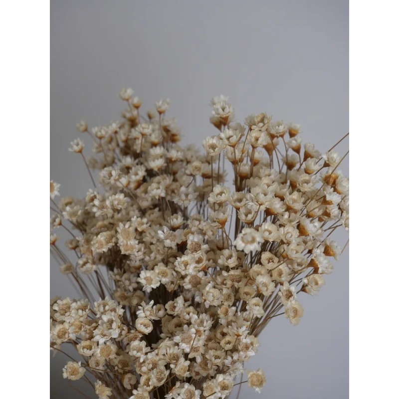 Glixia stabilisé naturel détails