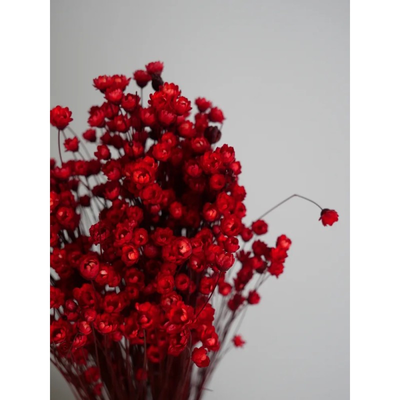 Glixia stabilisé rouge détails