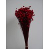 Glixia stabilisé rouge bouquet