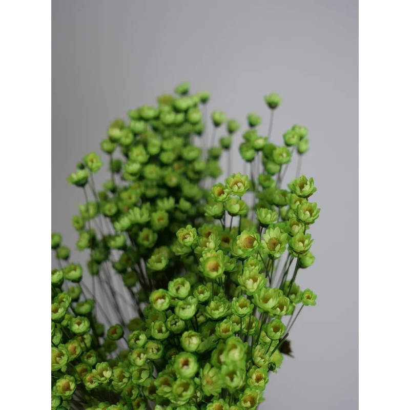 Glixia stabilisé vert