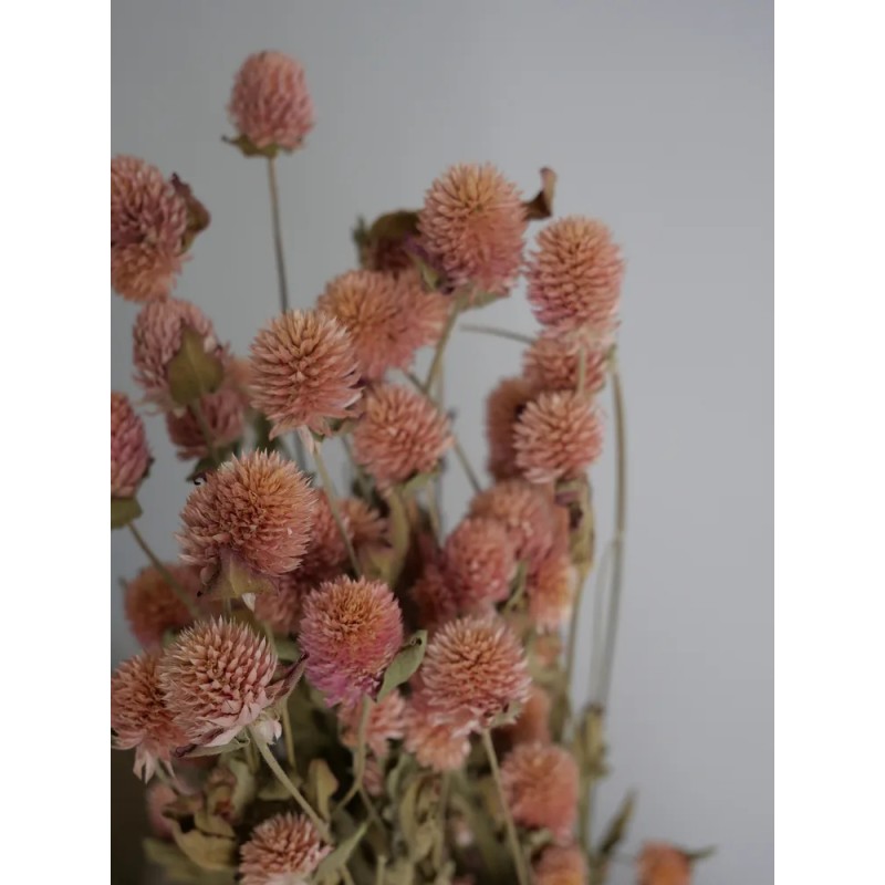 Gomphrena séché rose