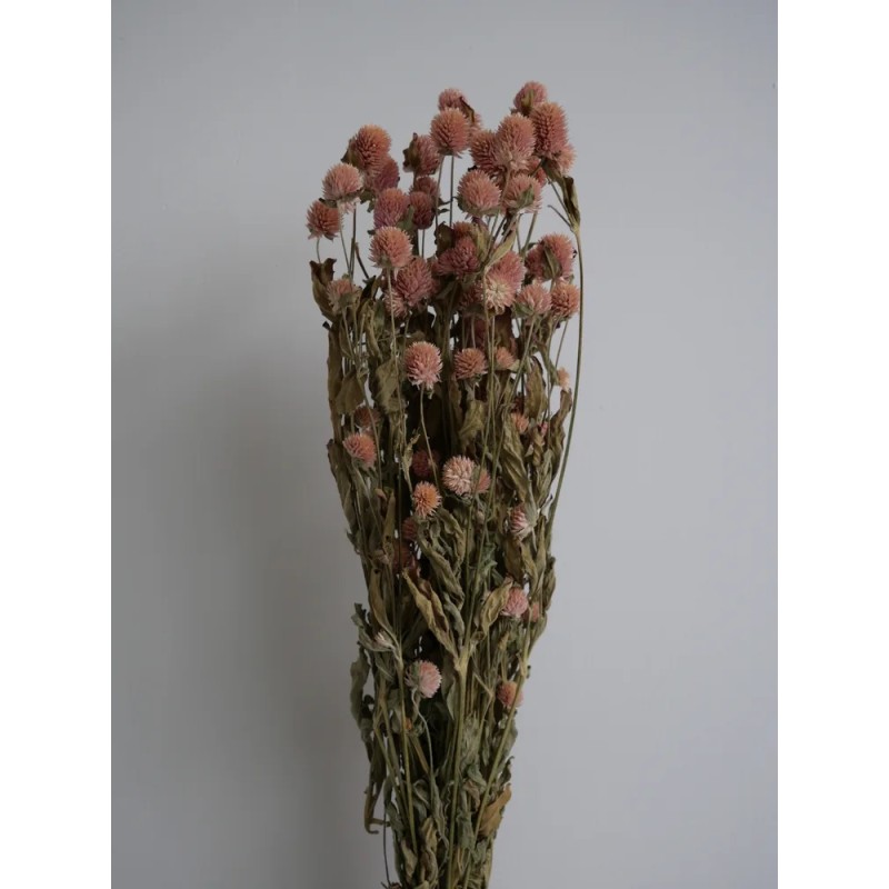Gomphrena séché rose bouquet