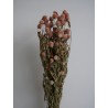 Gomphrena séché rose bouquet