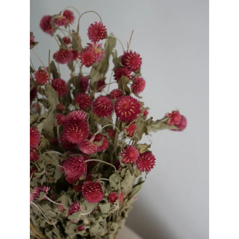 Gomphrena séché mauve