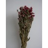 Gomphrena séché mauve bouquet