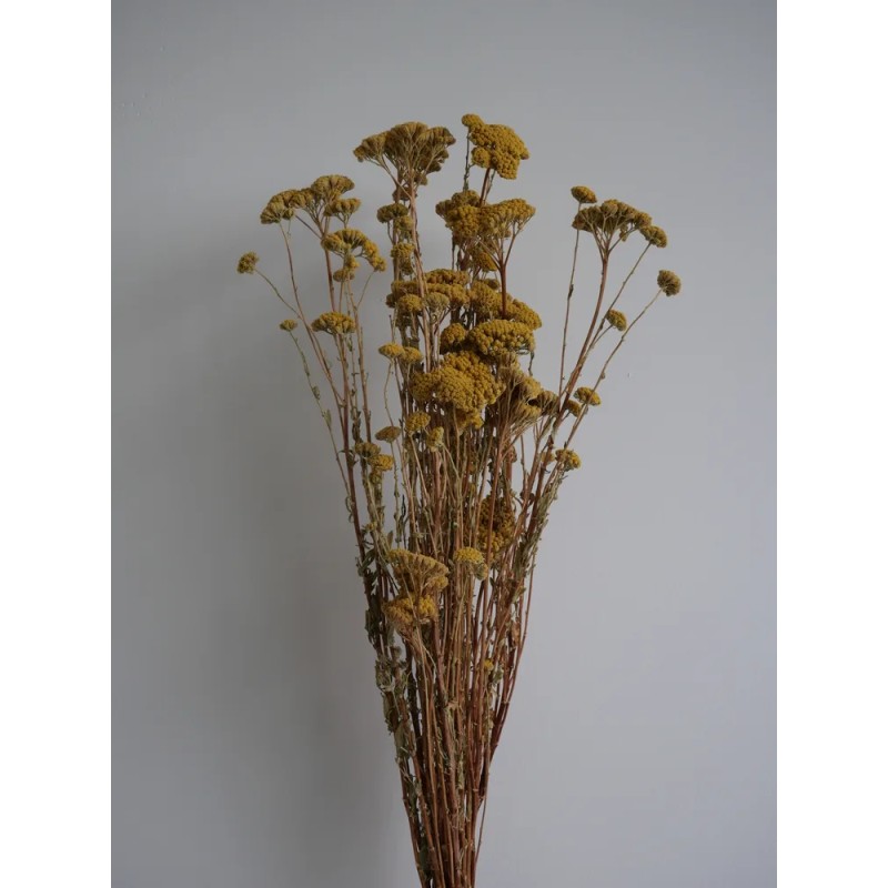 Achilea stabilisée jaune bouquet
