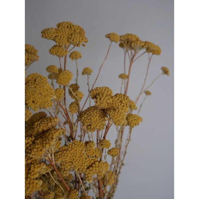 Achilea stabilisée jaune détails