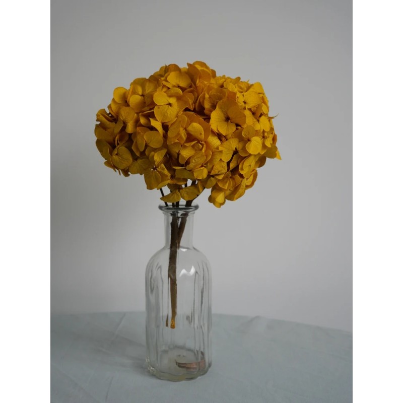 hortensia jaune stabilisé