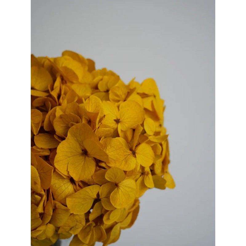 hortensia jaune stabilisé détails