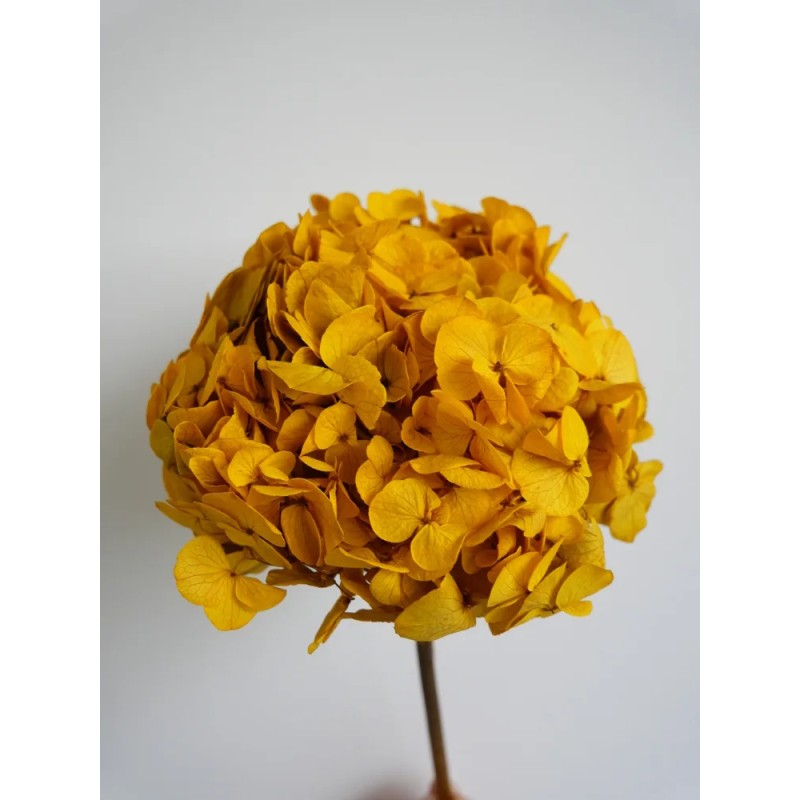 hortensia stabilisé jaune décoration