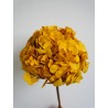 hortensia stabilisé jaune décoration