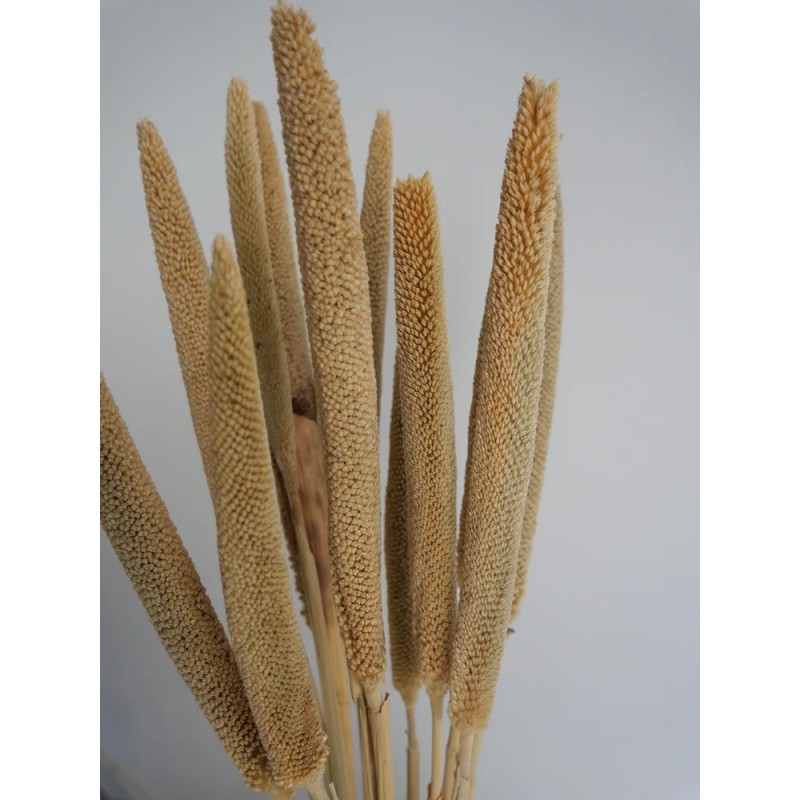 babala naturel détails