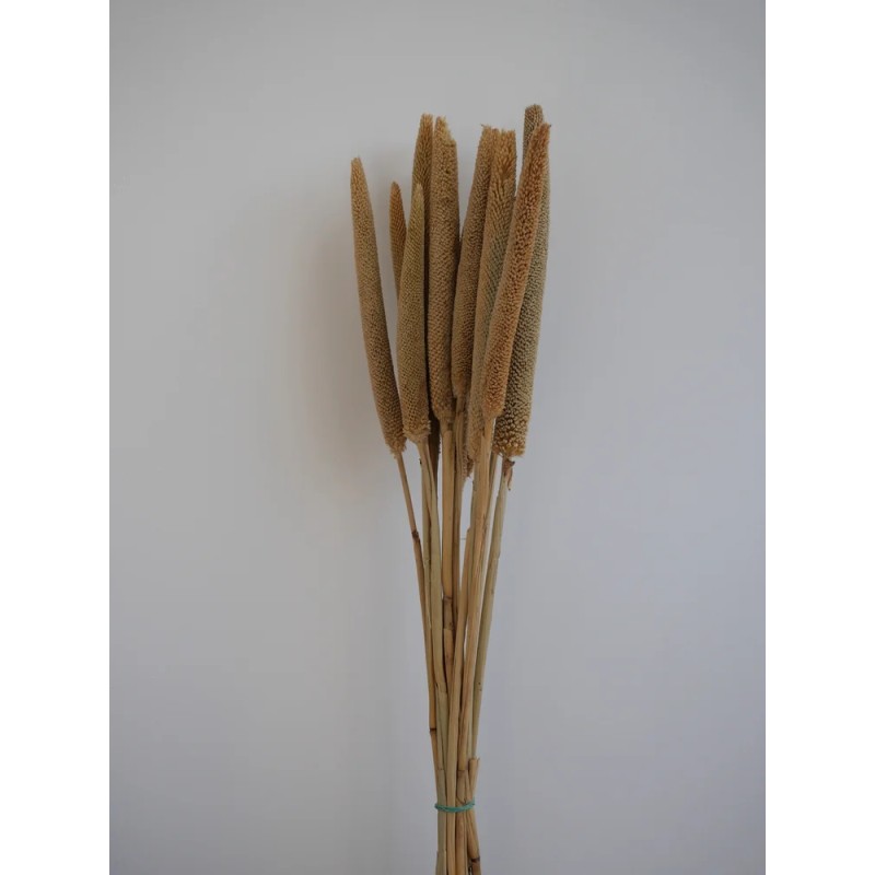 babala naturel stabilisé