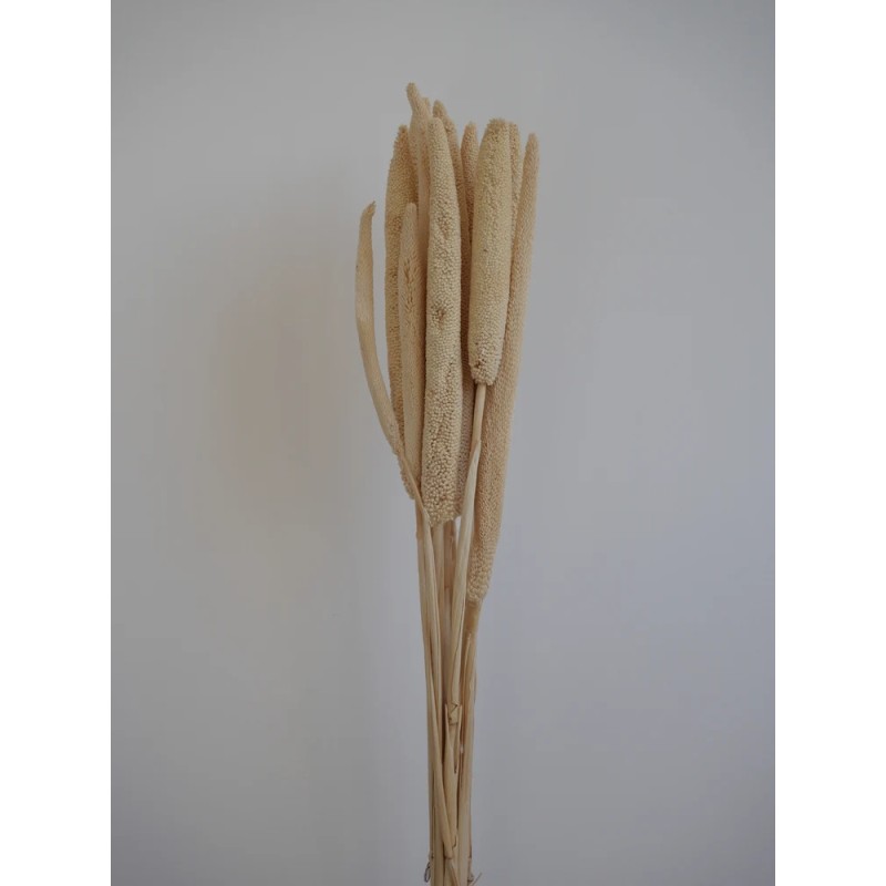 babala stabilisé blanc